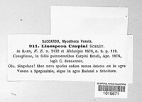 Linospora carpini image